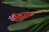 Aechmea weilbachii